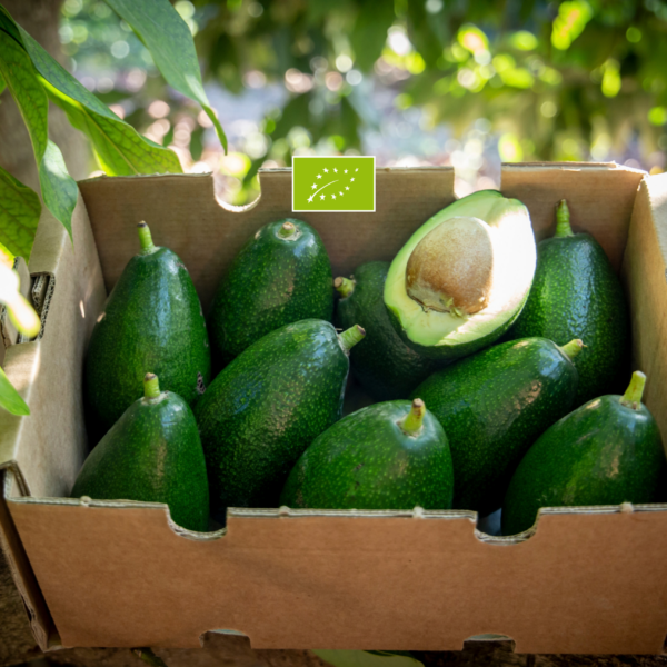 Aguacate Bacon Ecológico