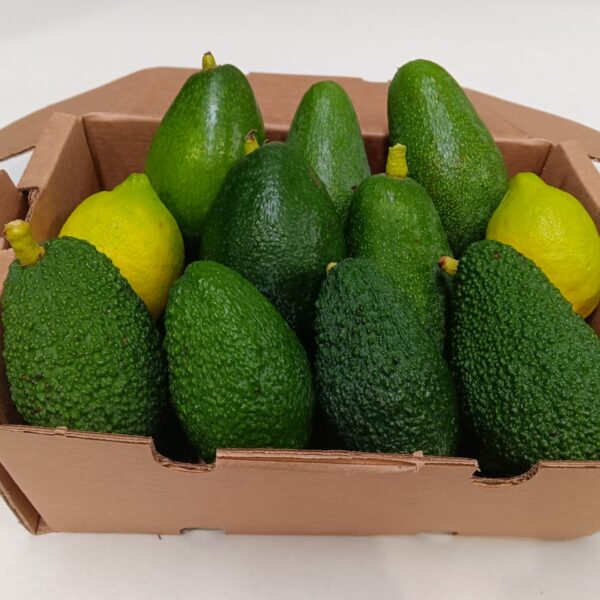 Caja mixta de aguacates ecológicos Bacon, Fuerte y Hass con limones frescos de La Axarquía