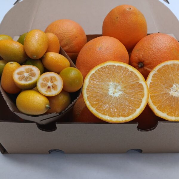 Caja mixta de kumquat ecológico y naranjas ecológicas recién recolectadas de la Axarquía