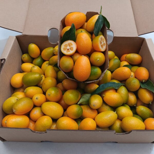 Kumquat ecológico fresco de cultivo nacional, pequeños cítricos enteros y brillantes