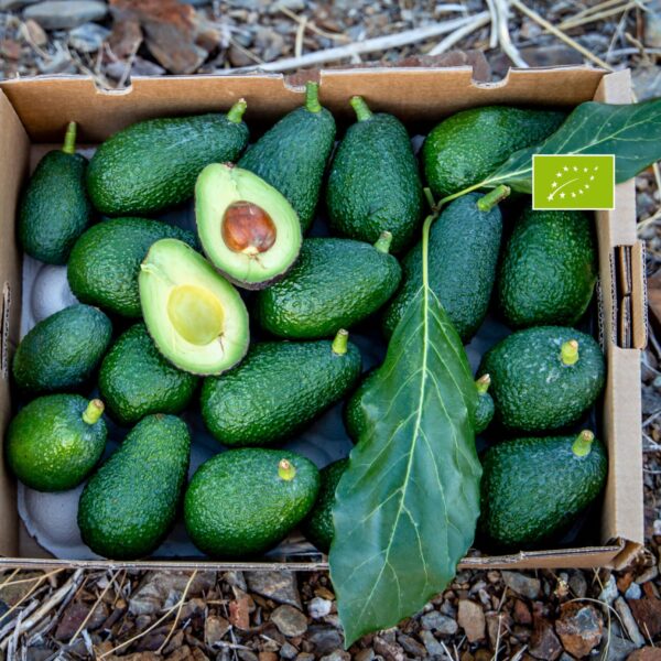 Aguacate Hass Ecológico