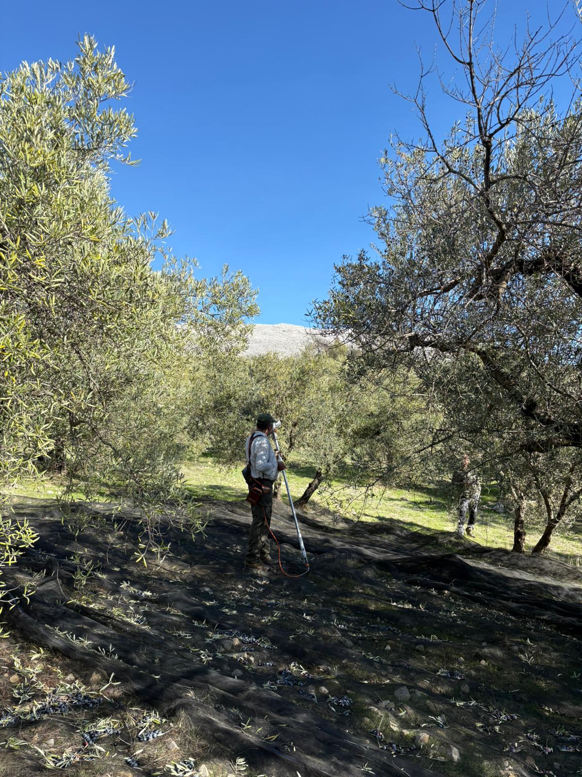 Antonio nos muestra sus olivos milenarios