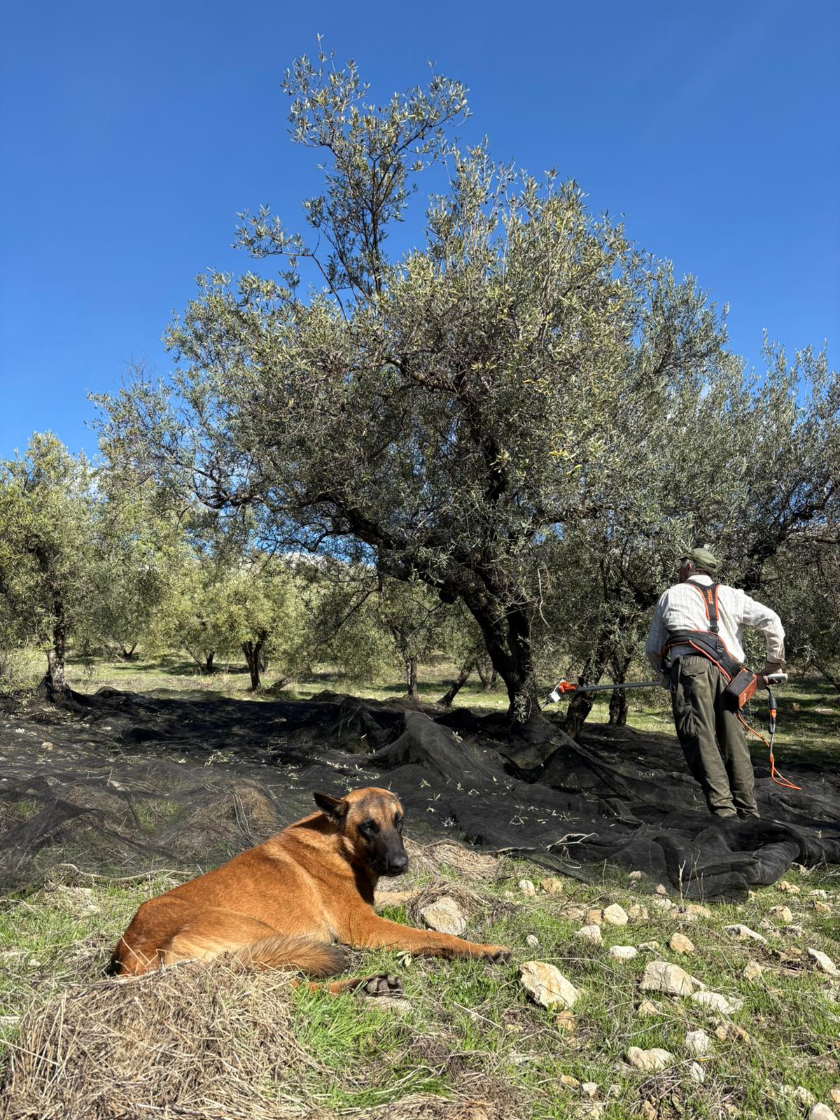 Antonio recogiendo aceitunas de sus olivos en Periana, acompañado por su perro.