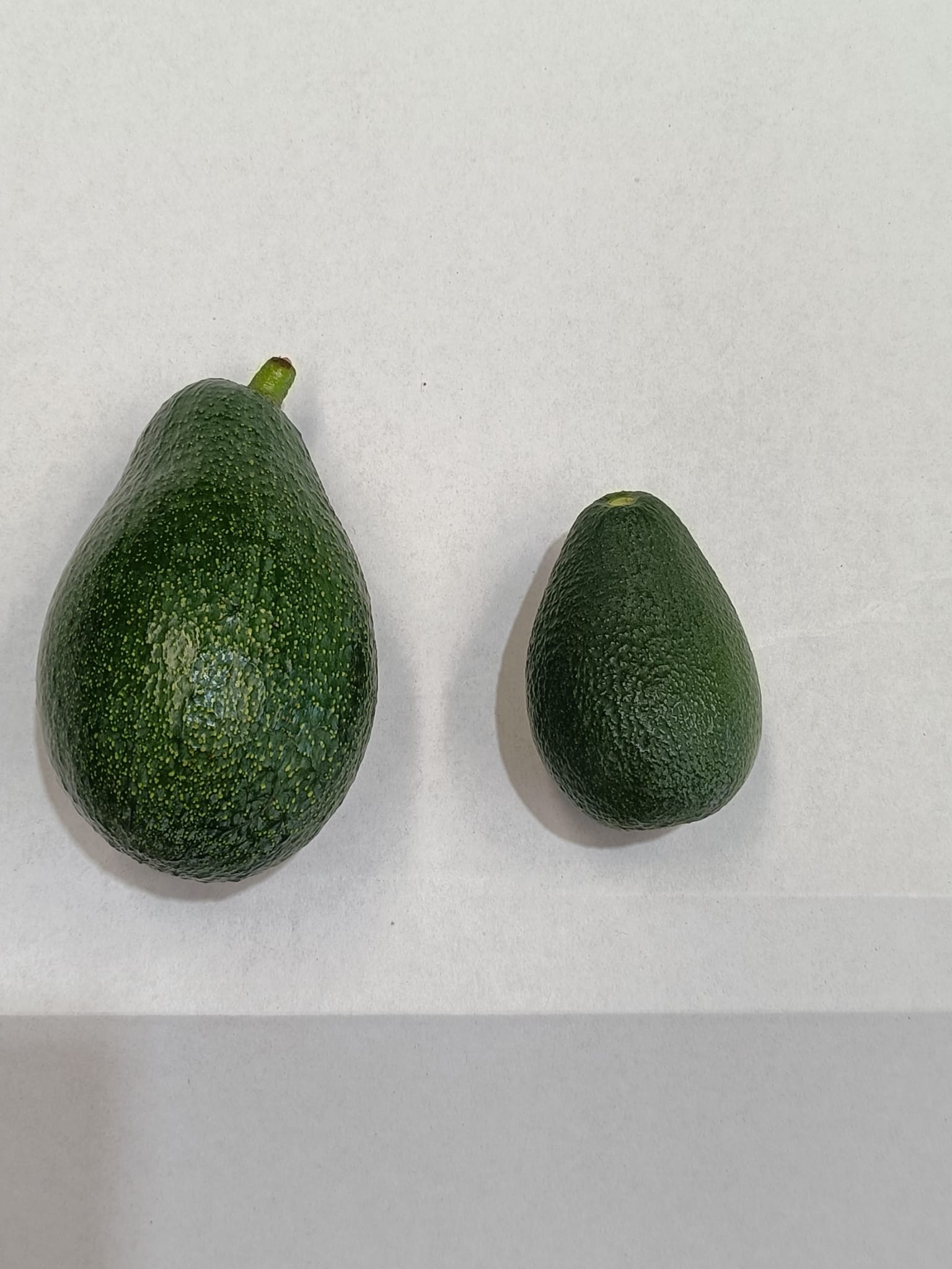 Imagen donde se comparan el tamaño de aguacate Fuerte normal con el Baby