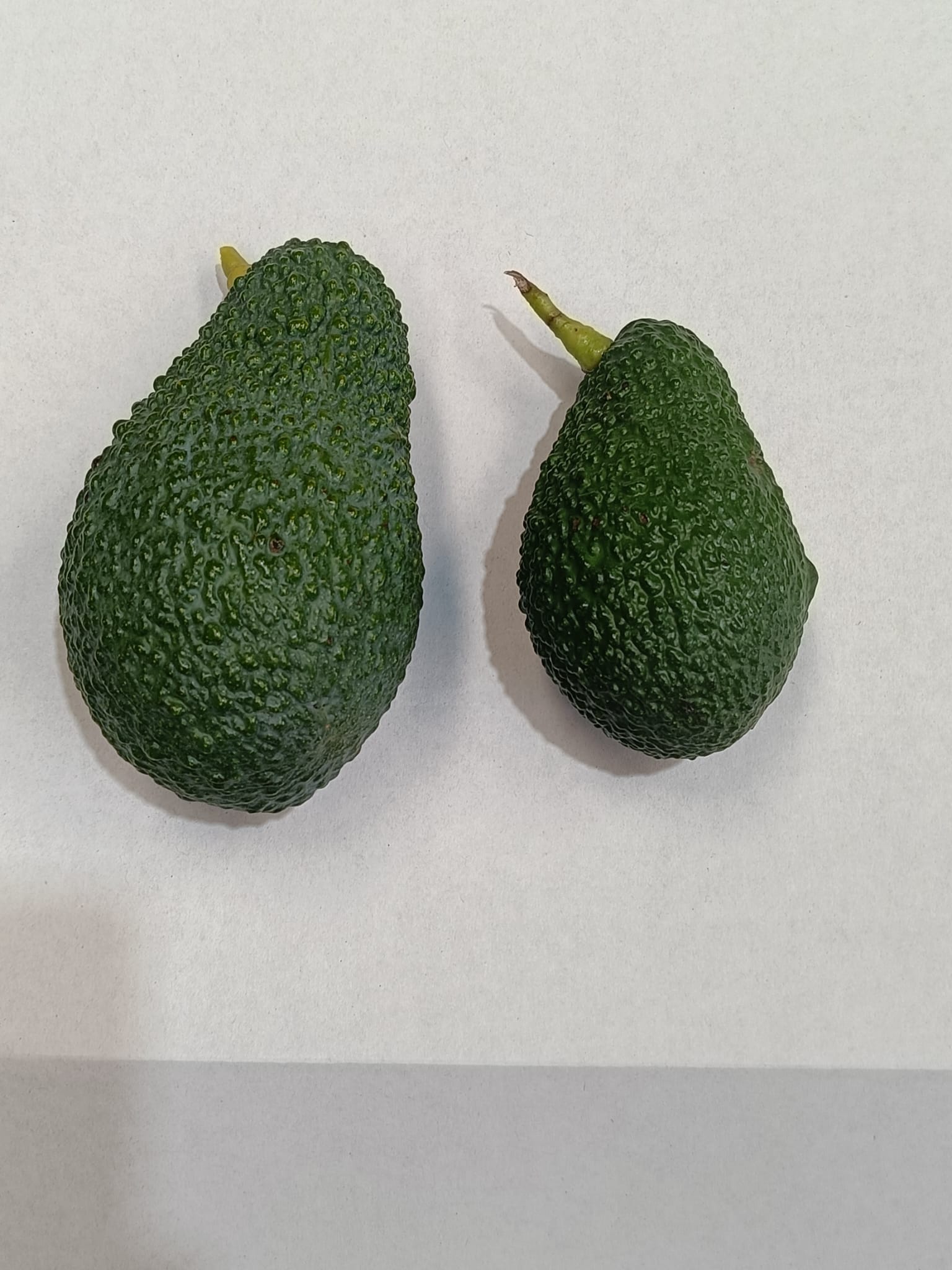 Imagen donde se comparan el tamaño de aguacate Hass normal con el Baby