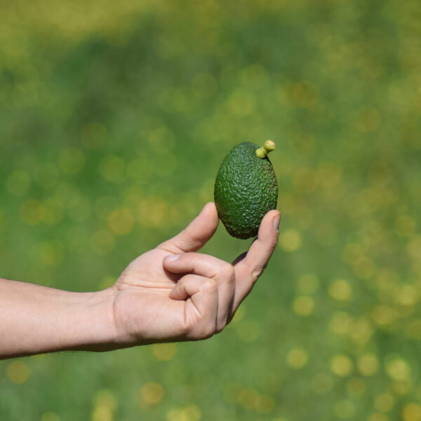 Mano sosteniendo un aguacate baby ecológico recién cosechado en el campo