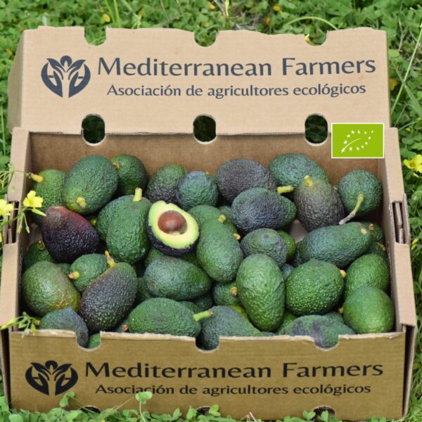aguacate mini aguacate baby Mediterranean Farmeres