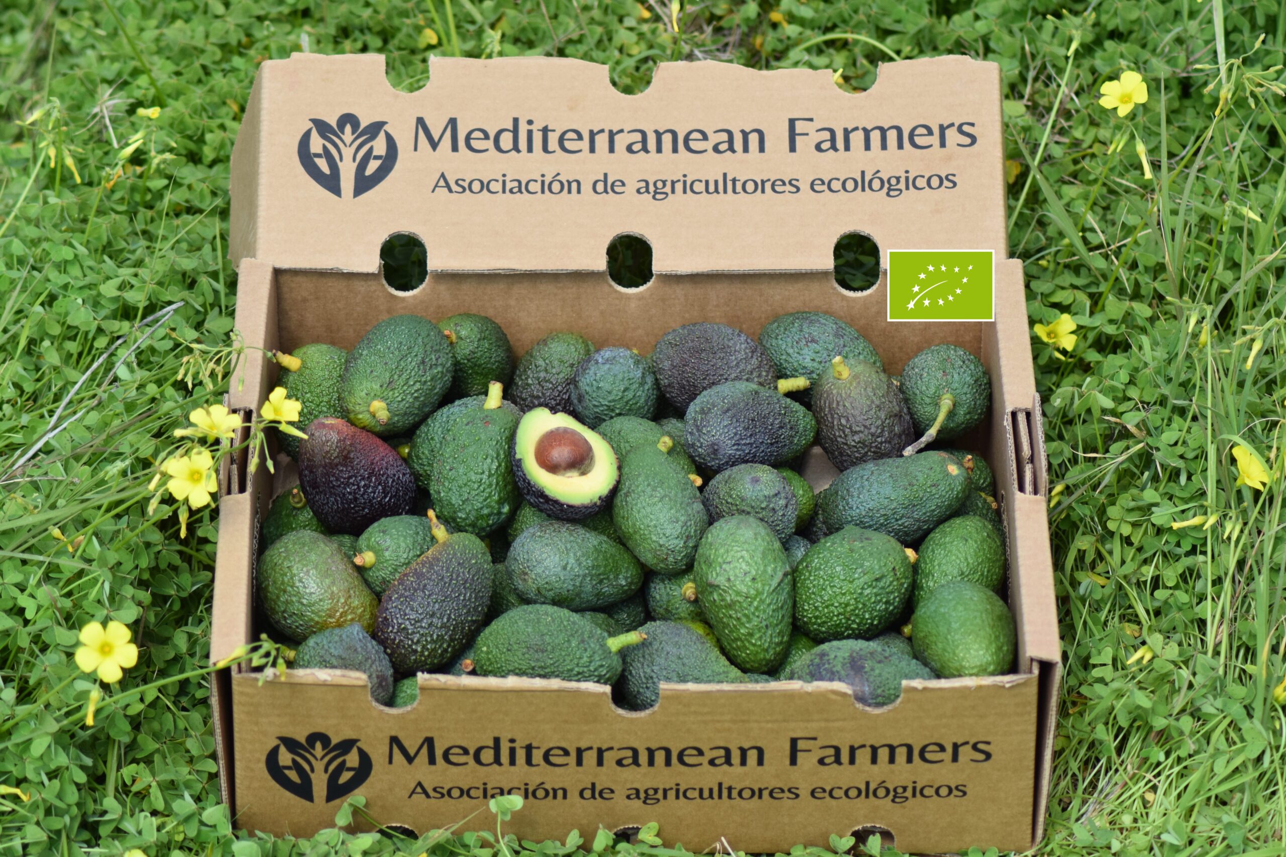 aguacate mini aguacate baby Mediterranean Farmeres