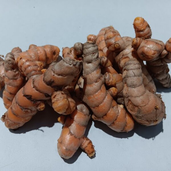 Cúrcuma ecológica fresca en raíz cultivada en la Axarquía por agricultor local