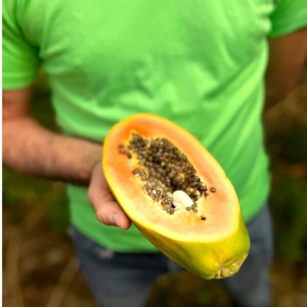 Agricultor muestra una papaya ecológica cortada por la mitad para que se vea su interior