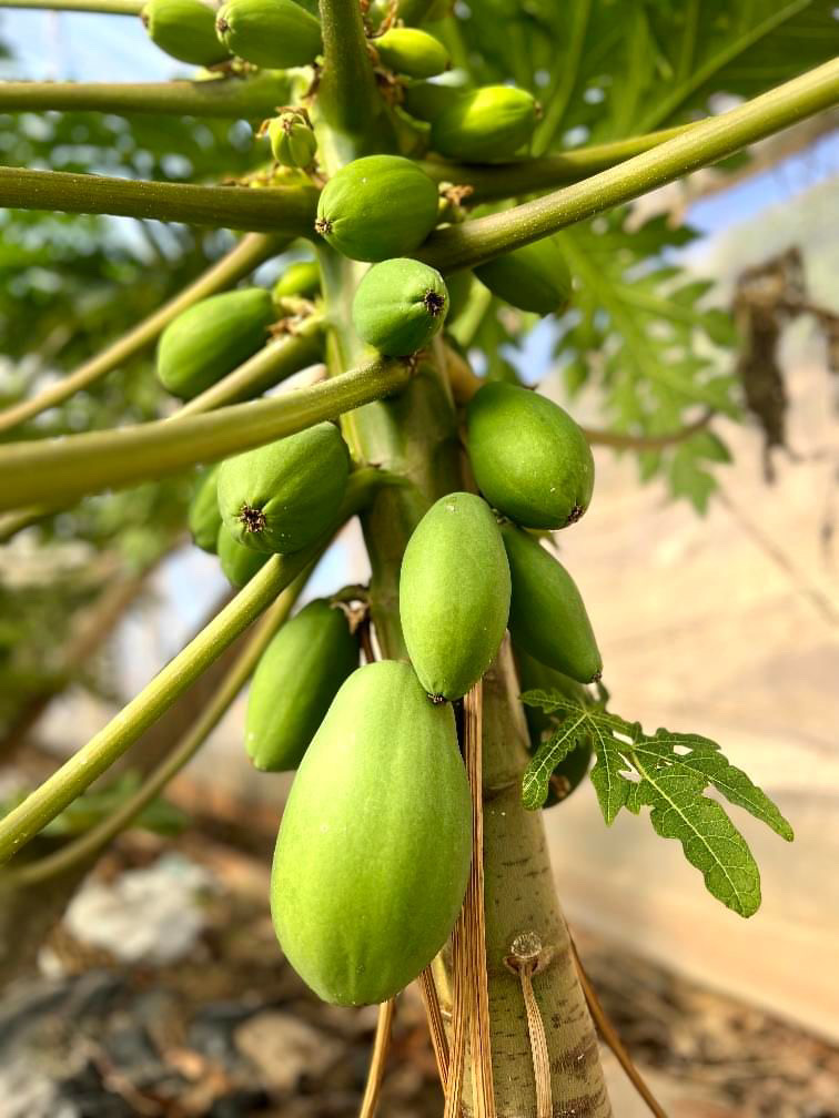 Papaya Ecológica - Imagen 3