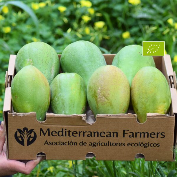 Papaya ecológica variedad Sweet Sense cultivada en la Axarquía (Málaga), con piel parcialmente amarilla y pulpa naranja intensa, lista para consumir tras su maduración natural en casa.