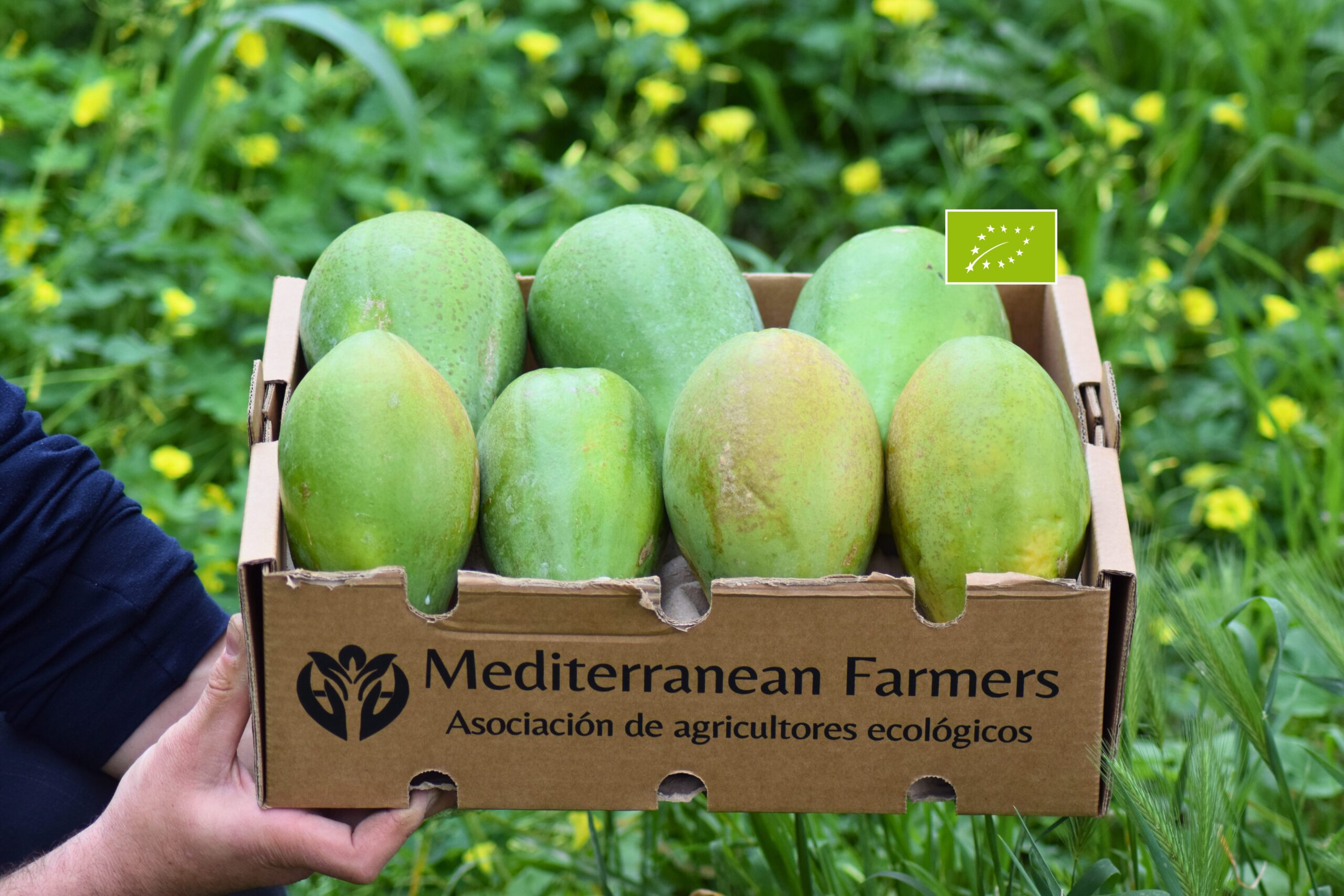 Papaya ecológica variedad Sweet Sense cultivada en la Axarquía (Málaga), con piel parcialmente amarilla y pulpa naranja intensa, lista para consumir tras su maduración natural en casa.