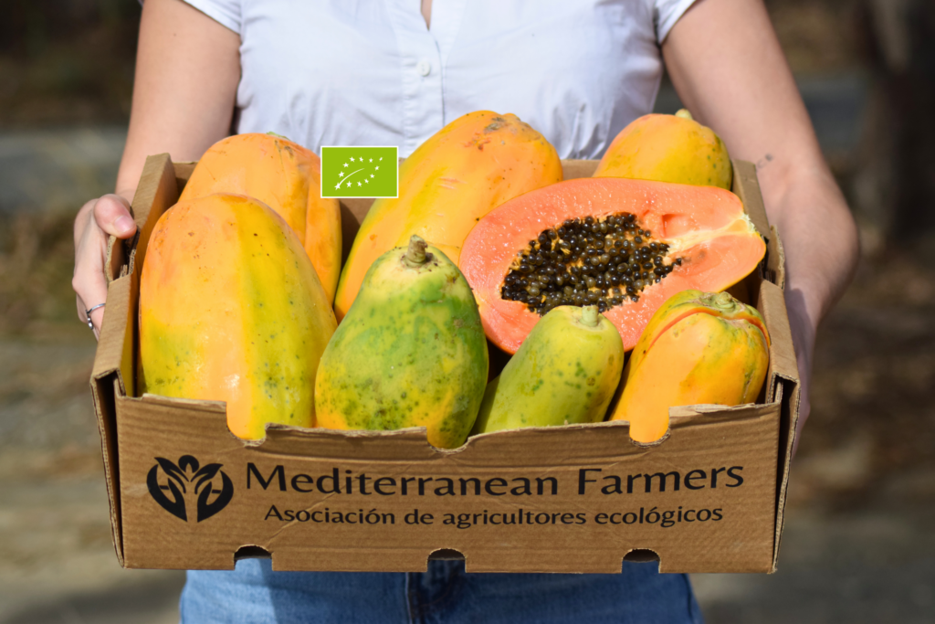 Papaya Ecológica