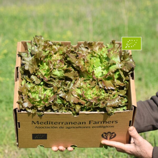 lechuga ecológica Maravilla de Mediterranean Farmers