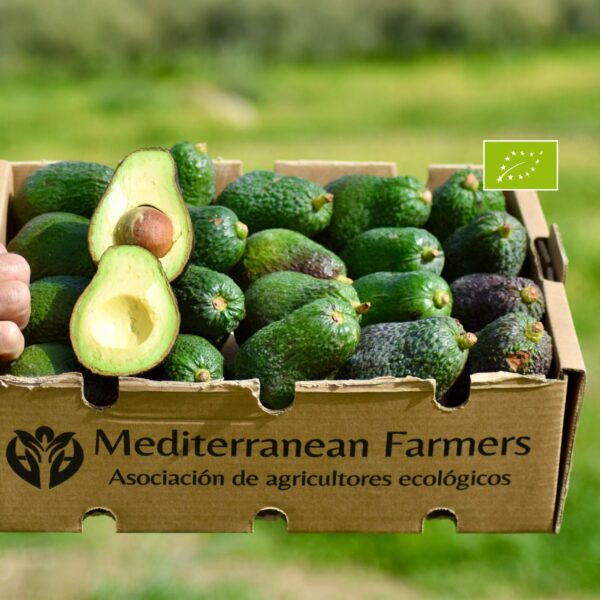 Aguacate Lamb Hass Ecológico