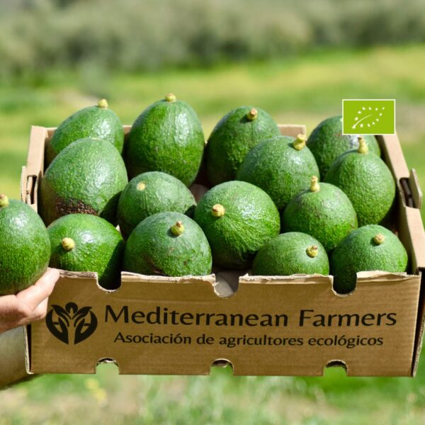 Aguacate Reed Ecológico