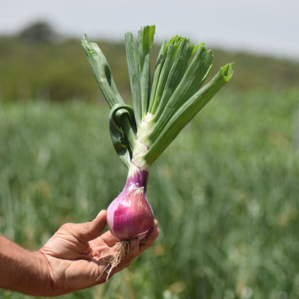 Cebolla morada ecológica cultivada en Periana por Antonio, con piel púrpura intensa y cultivo certificado ecológico.