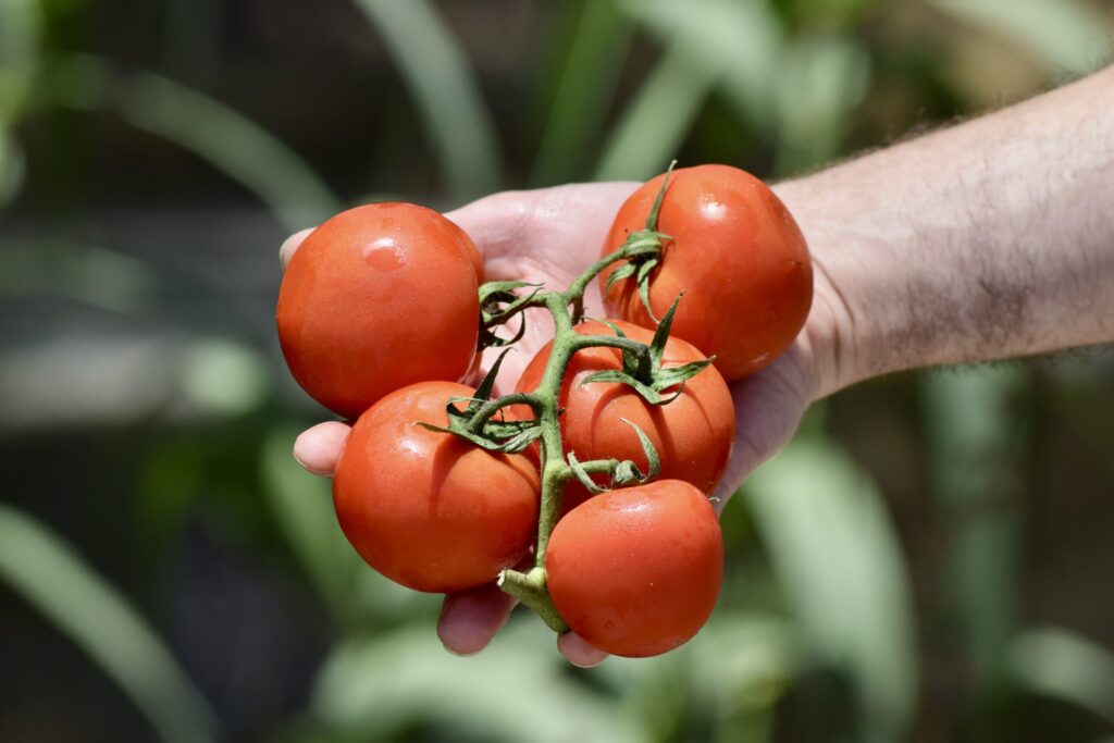 Comprar Tomate redondo en rama Ecológico 1Kg