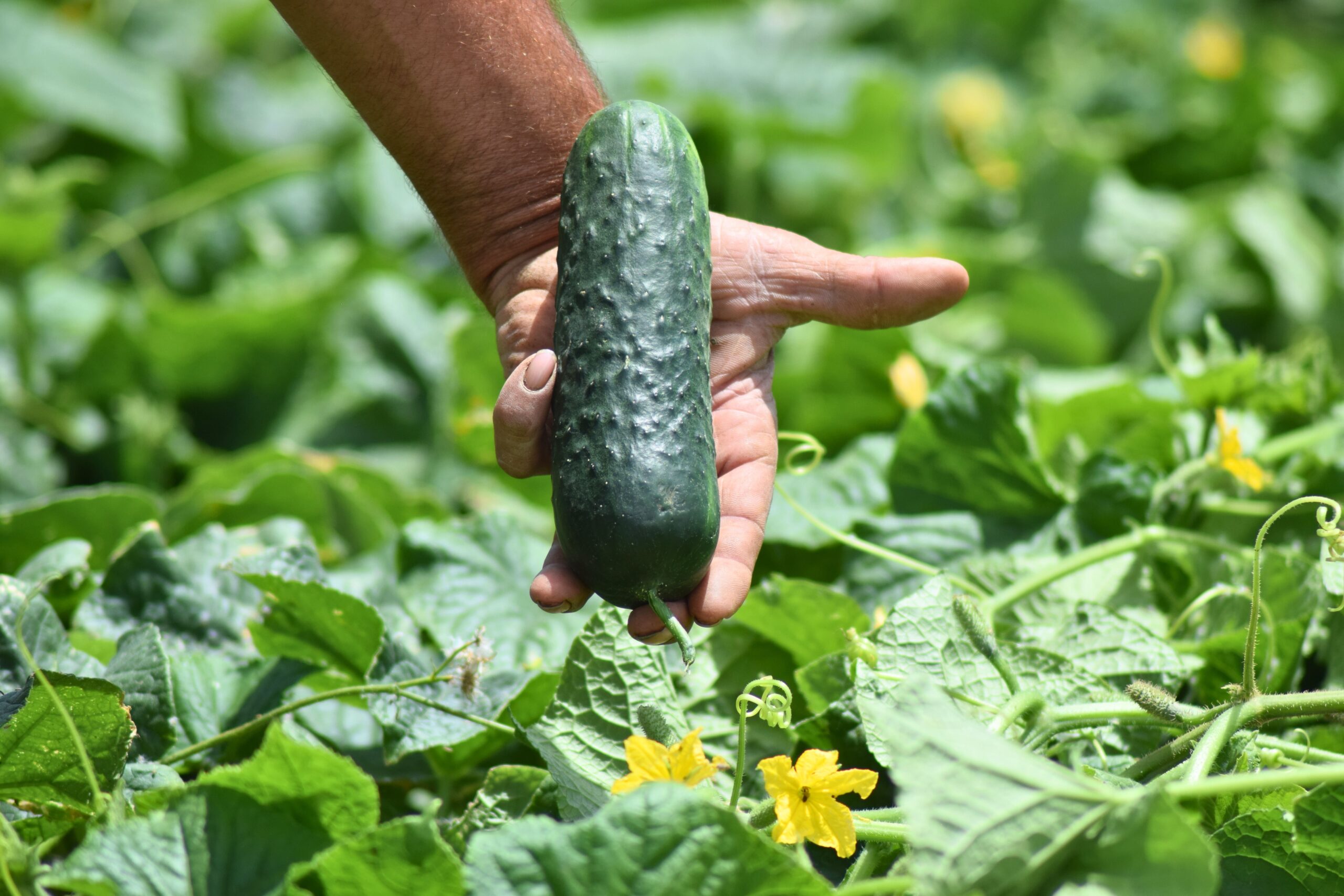 Pepino Ecológico 1kg