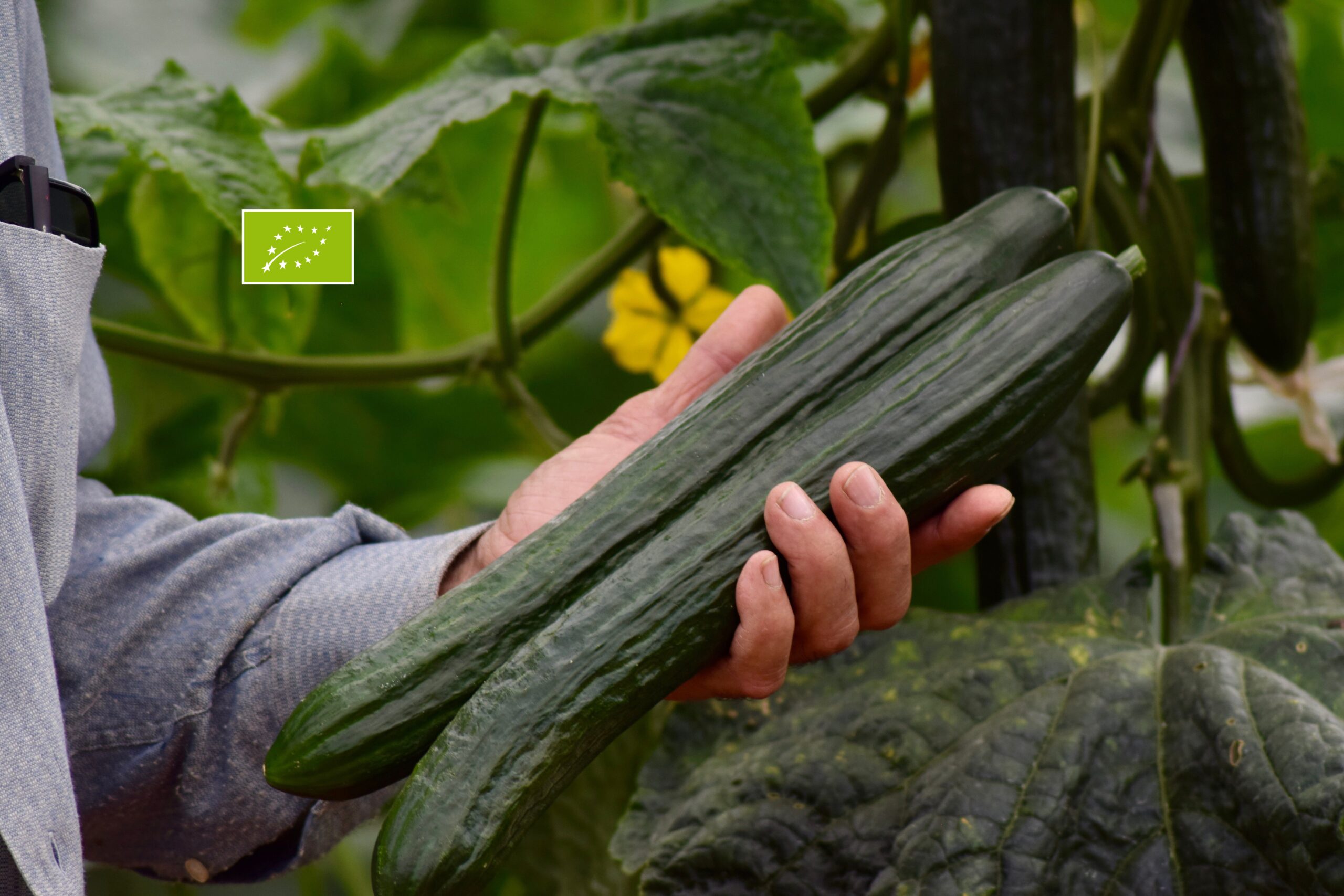 Pepino Ecológico 4Kg - Imagen 2