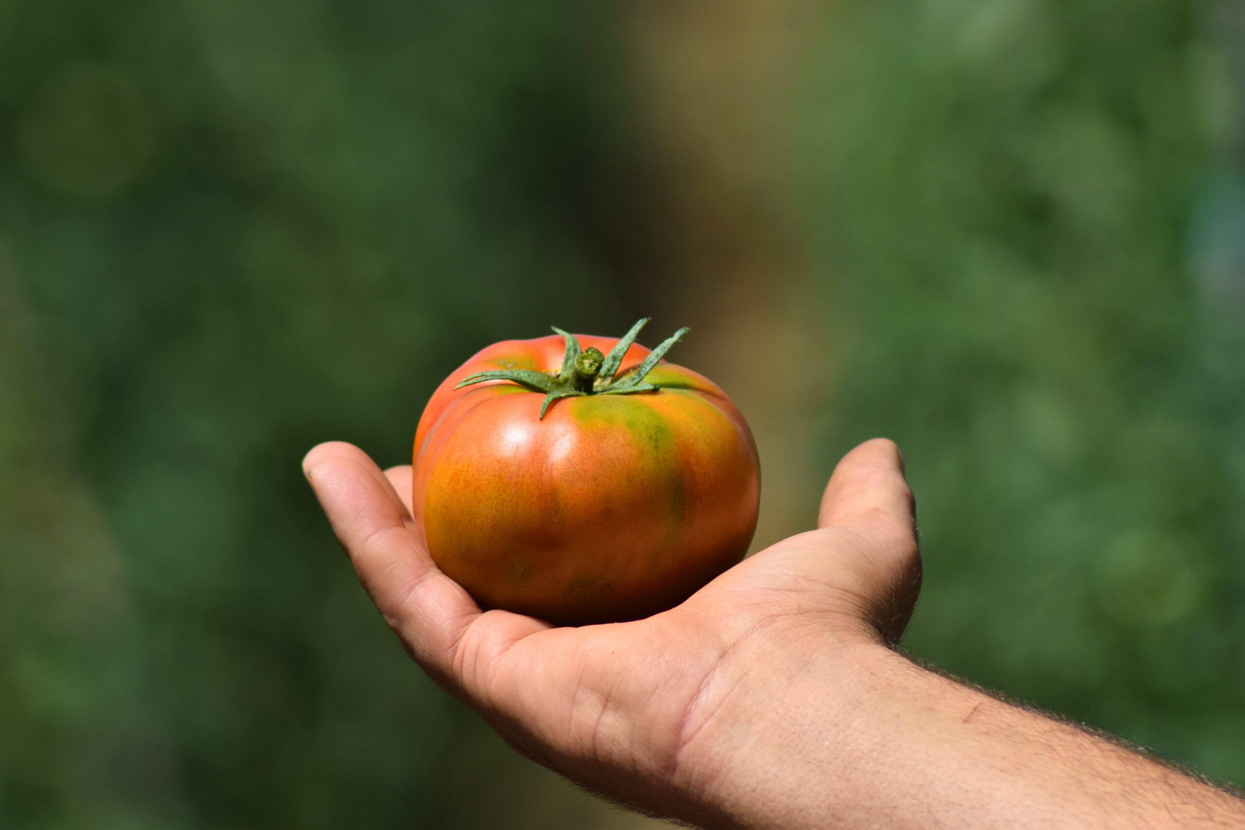 Tomate Ensalada Ecológico 1kg