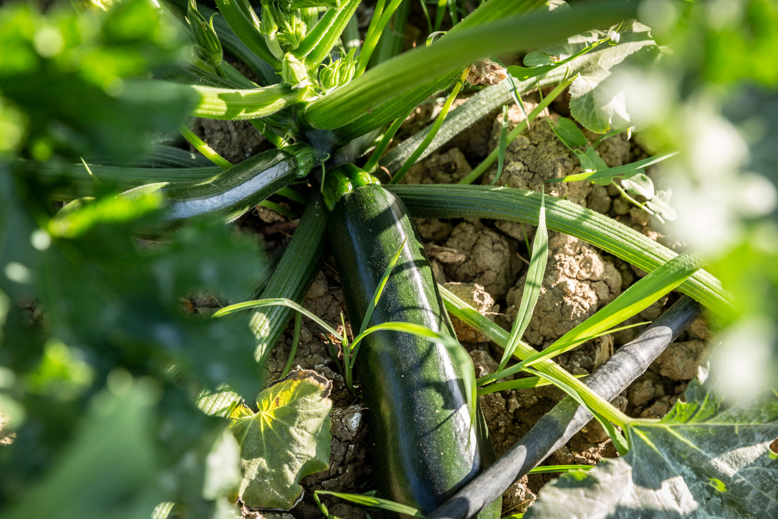 Calabacín Ecológico - Imagen 4
