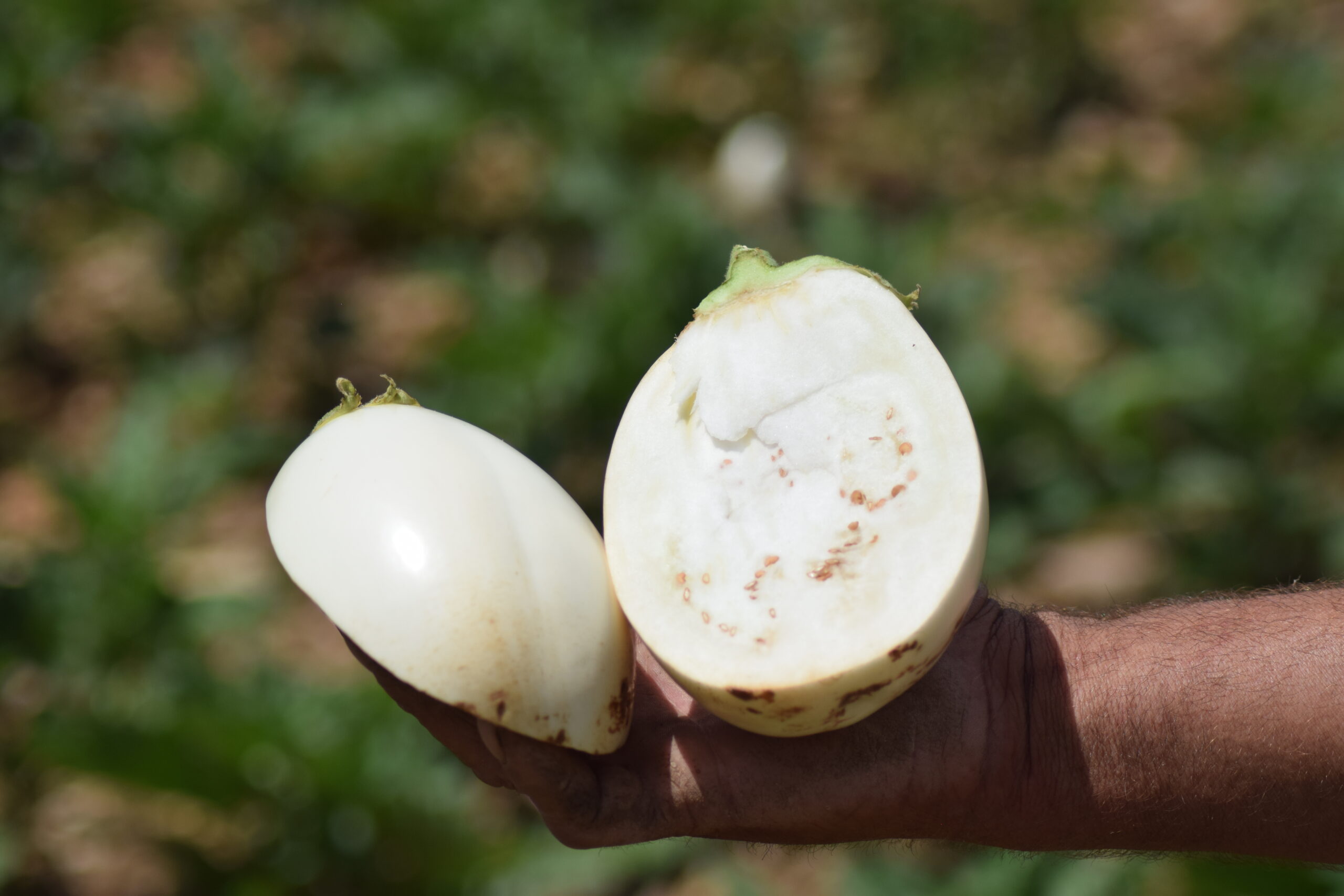 Berenjena Blanca Ecológica 1Kg