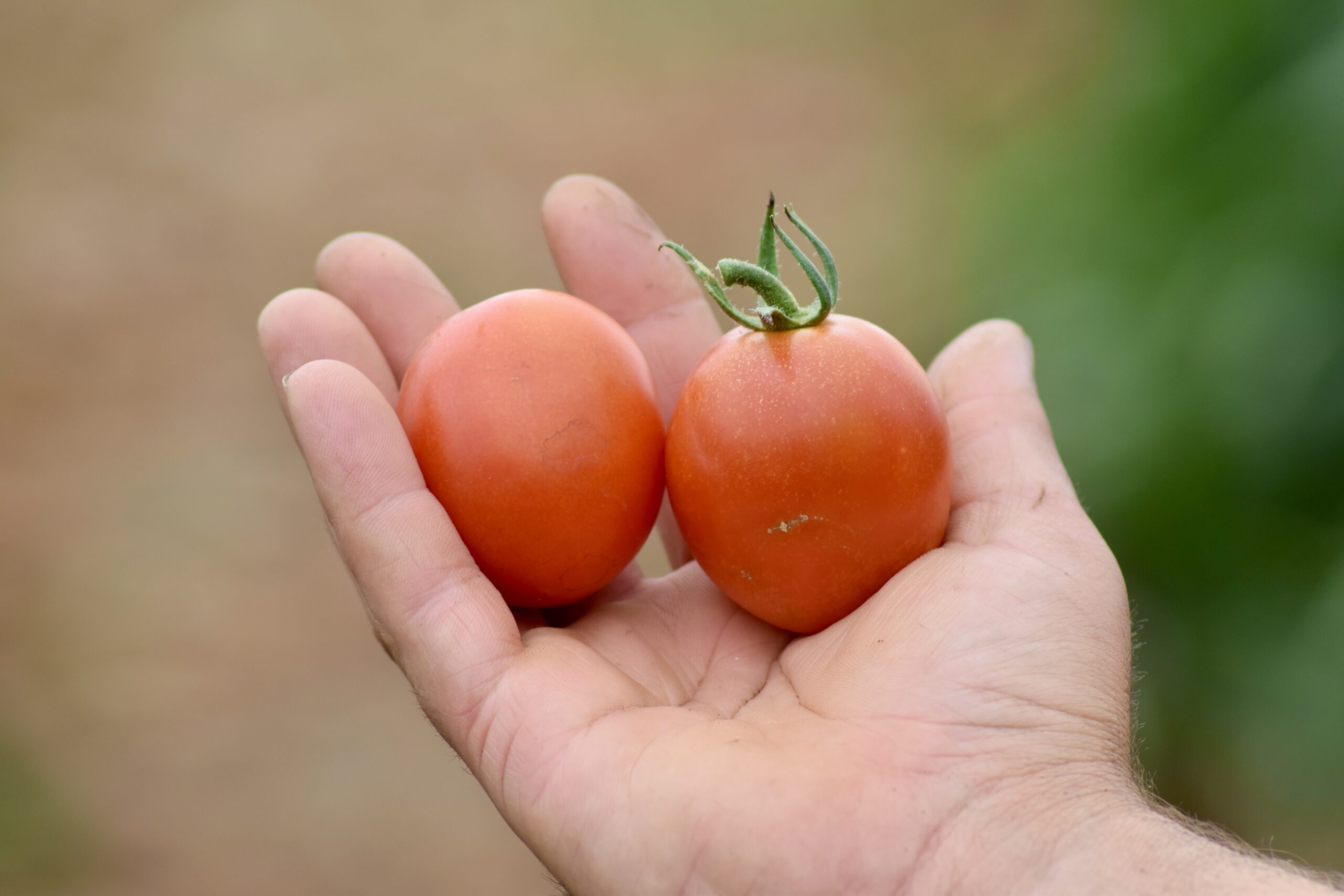 Tomate Pera Mini Ecológico 1kg