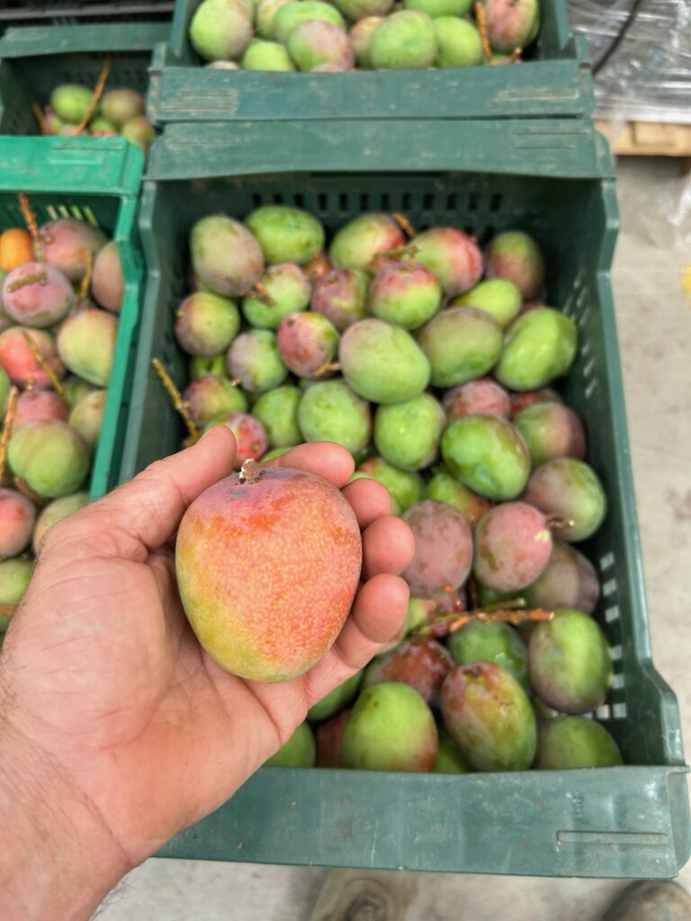 Mango en el árbol