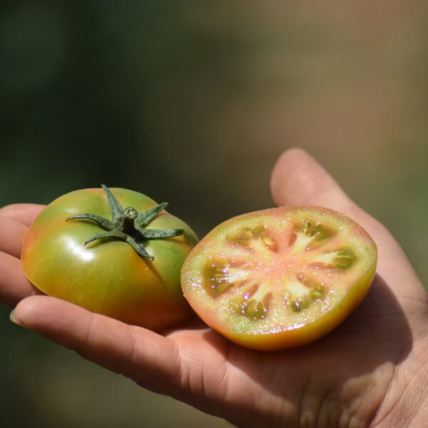 Tomate ensalada ecológico variedad Anairis recién recolectado en la Axarquía, de color rojo intenso y pulpa firme.