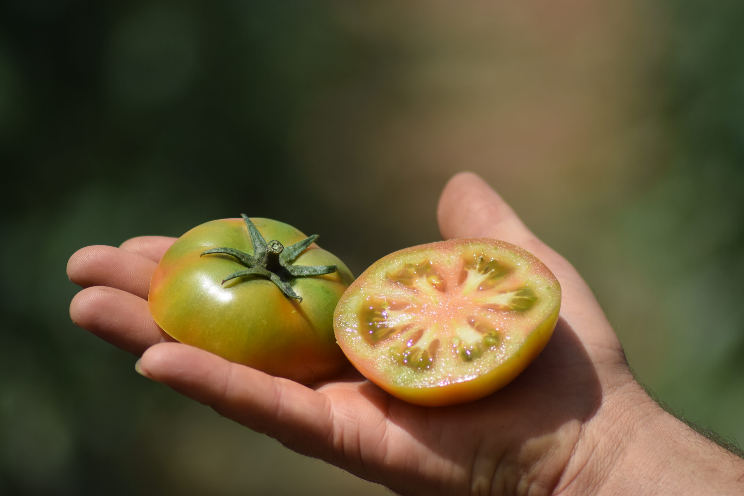 Tomate ensalada ecológico variedad Anairis recién recolectado en la Axarquía, de color rojo intenso y pulpa firme.