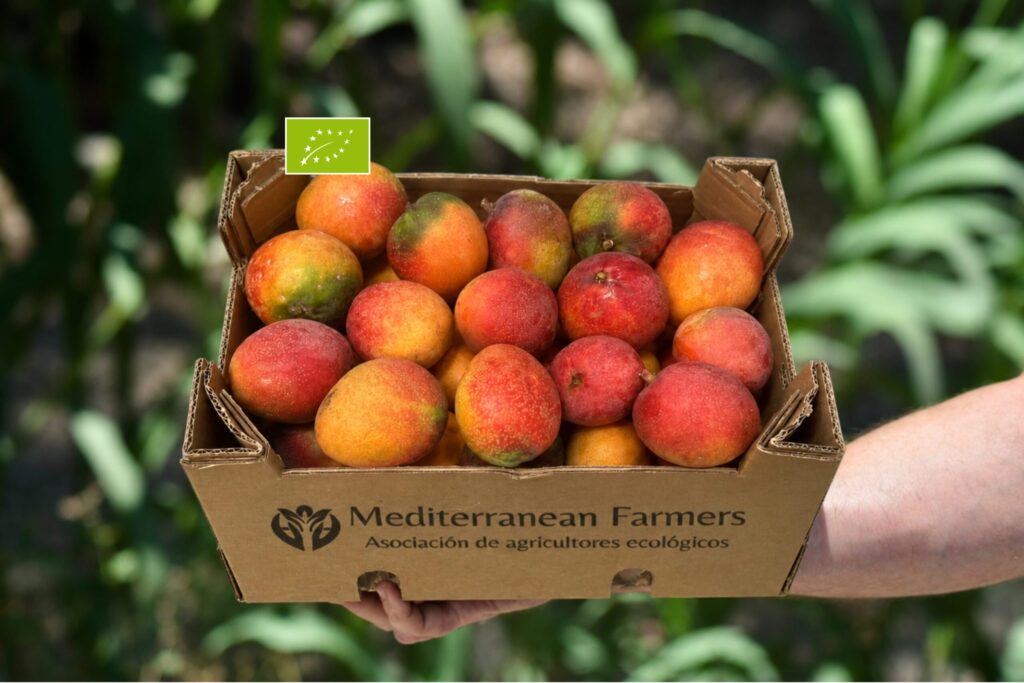 Mango Extratemprano