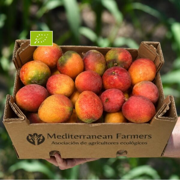 Preventa Mango Extratemprano Ecológico