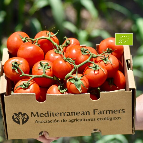 Tomates redondos en rama ecológicos recién recolectados en una finca de Lagos, Axarquía malagueña.