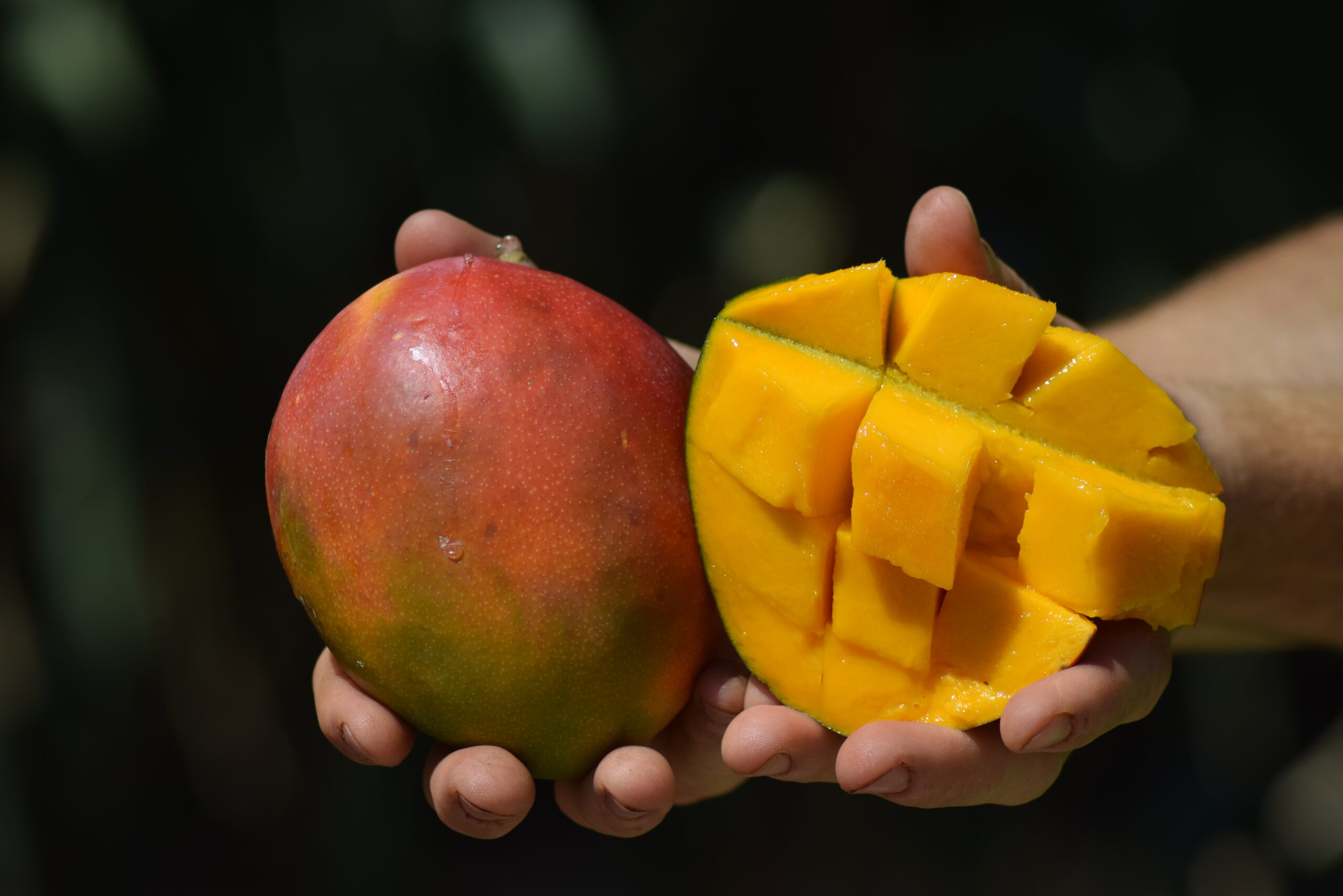 Caja Variedades de Mangos Ecológicos - Imagen 5