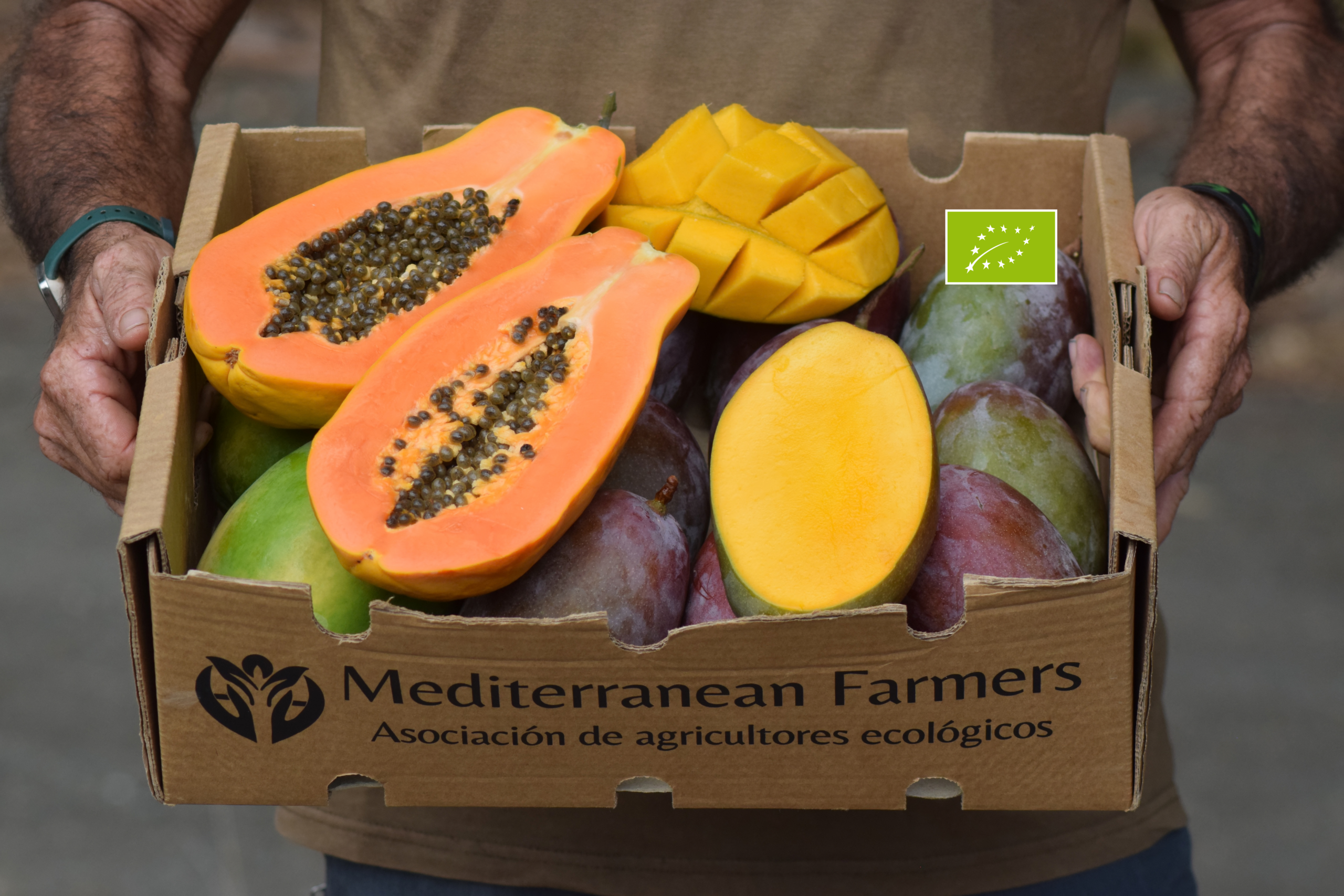 Papaya y Mango Osteen ecológicos cultivados en la Axarquía de Málaga, una combinación de frutas tropicales dulces y jugosas de agricultores locales.
