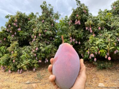 Mango en la mano
